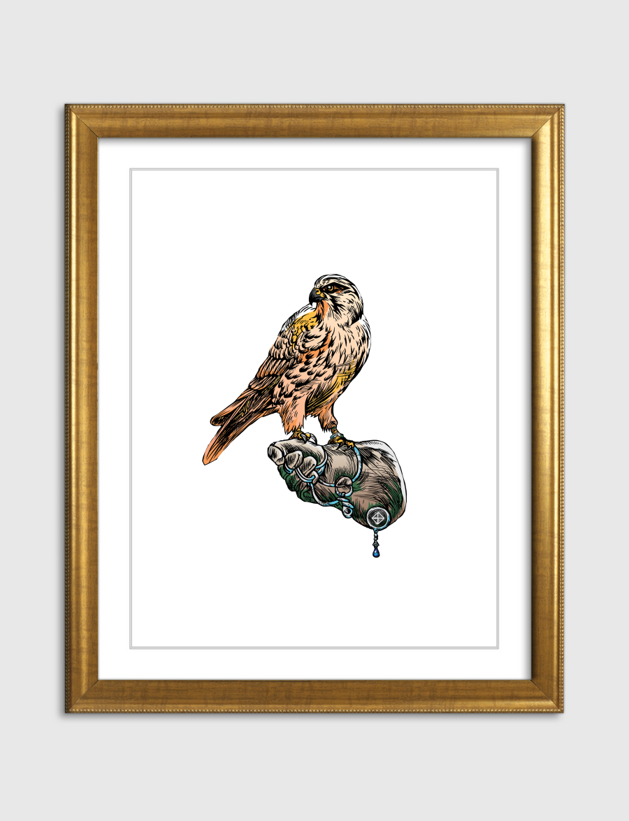 Arabian Falcon